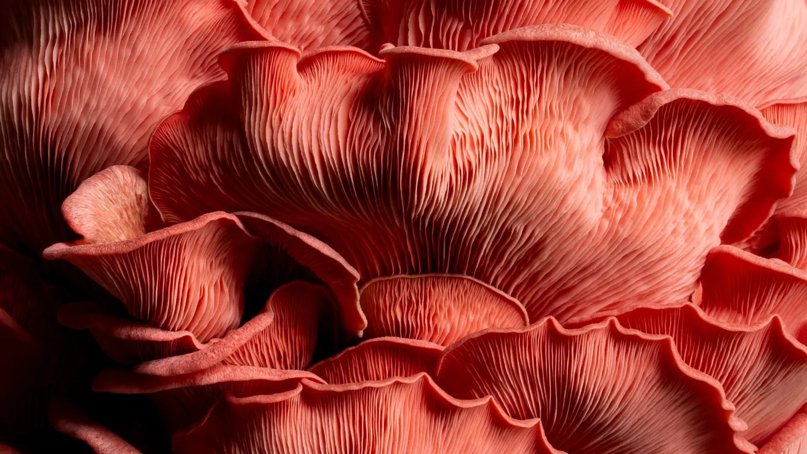 Carrot Waste Transformed into Preferred Fungal Protein